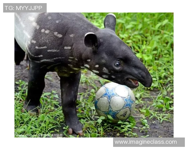 动物界的足球明星们他们的球技与魅力让人惊叹不已